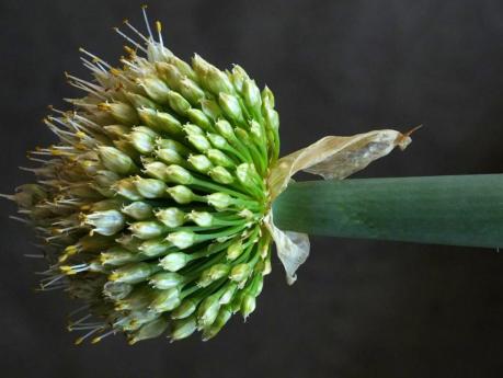 Spring Onion Flower 